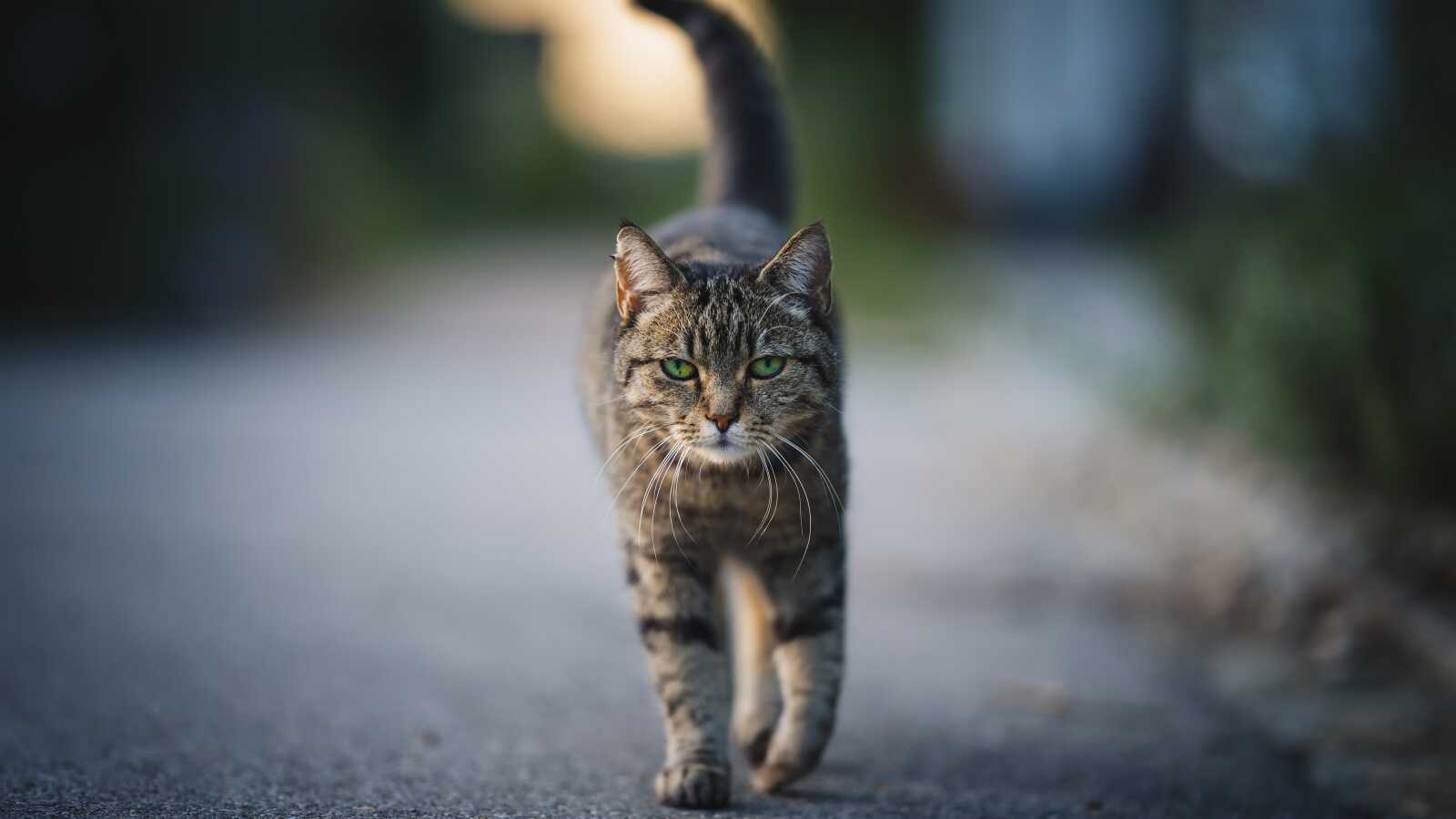 Pets Wallpapers (67 images) - WallpaperCat