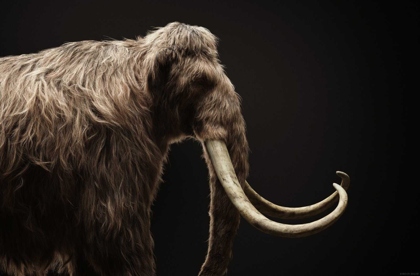 Mammoth Wallpapers (32 images) - WallpaperCat