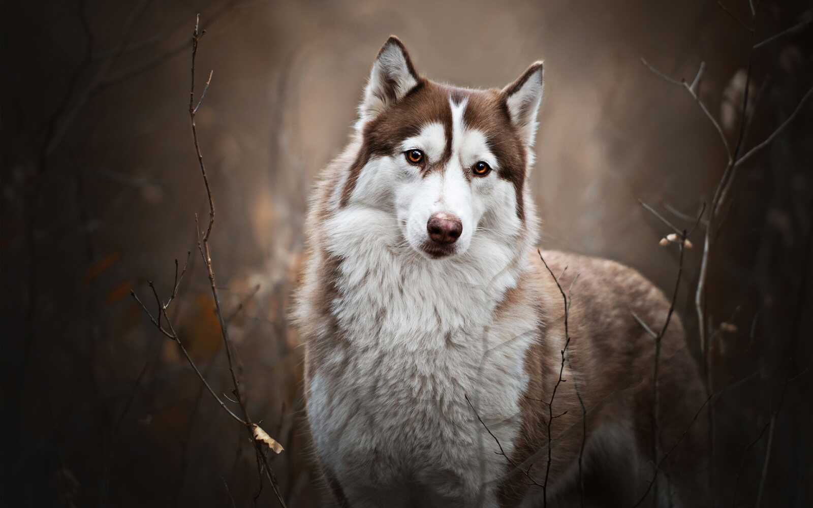 Husky Wallpapers (70 images) - WallpaperCat