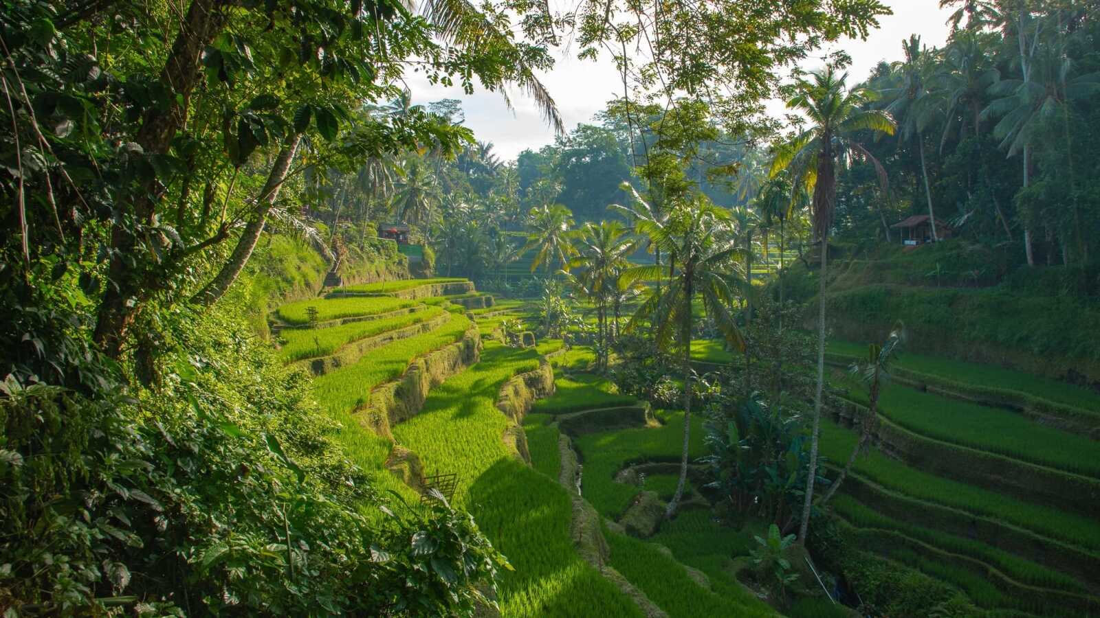 Bali Wallpapers (108 images) - WallpaperCat