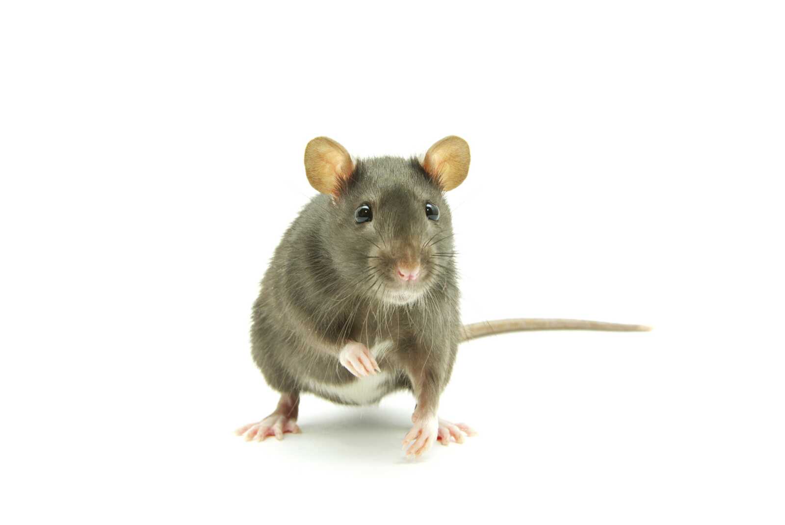 Rat Walll Rat Wallpapers (36 images) - WallpaperCat