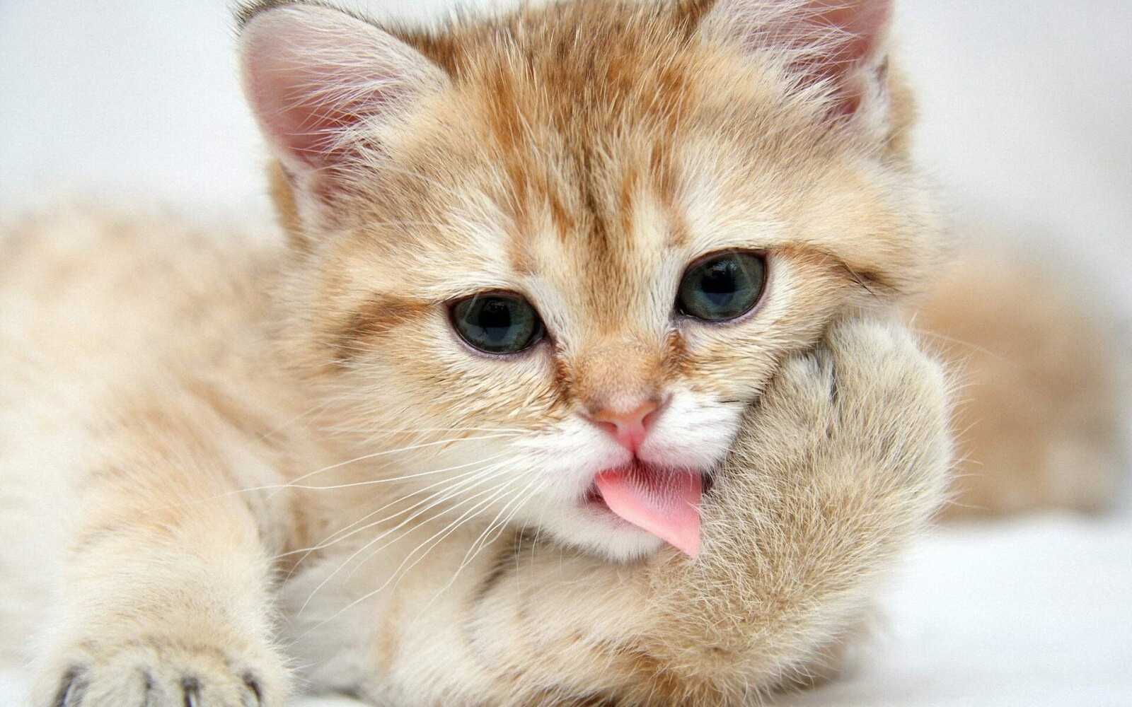 Cream Tabby Kitten
