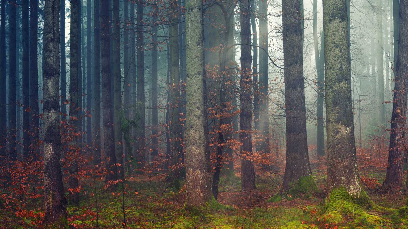 Misty Pine Forest