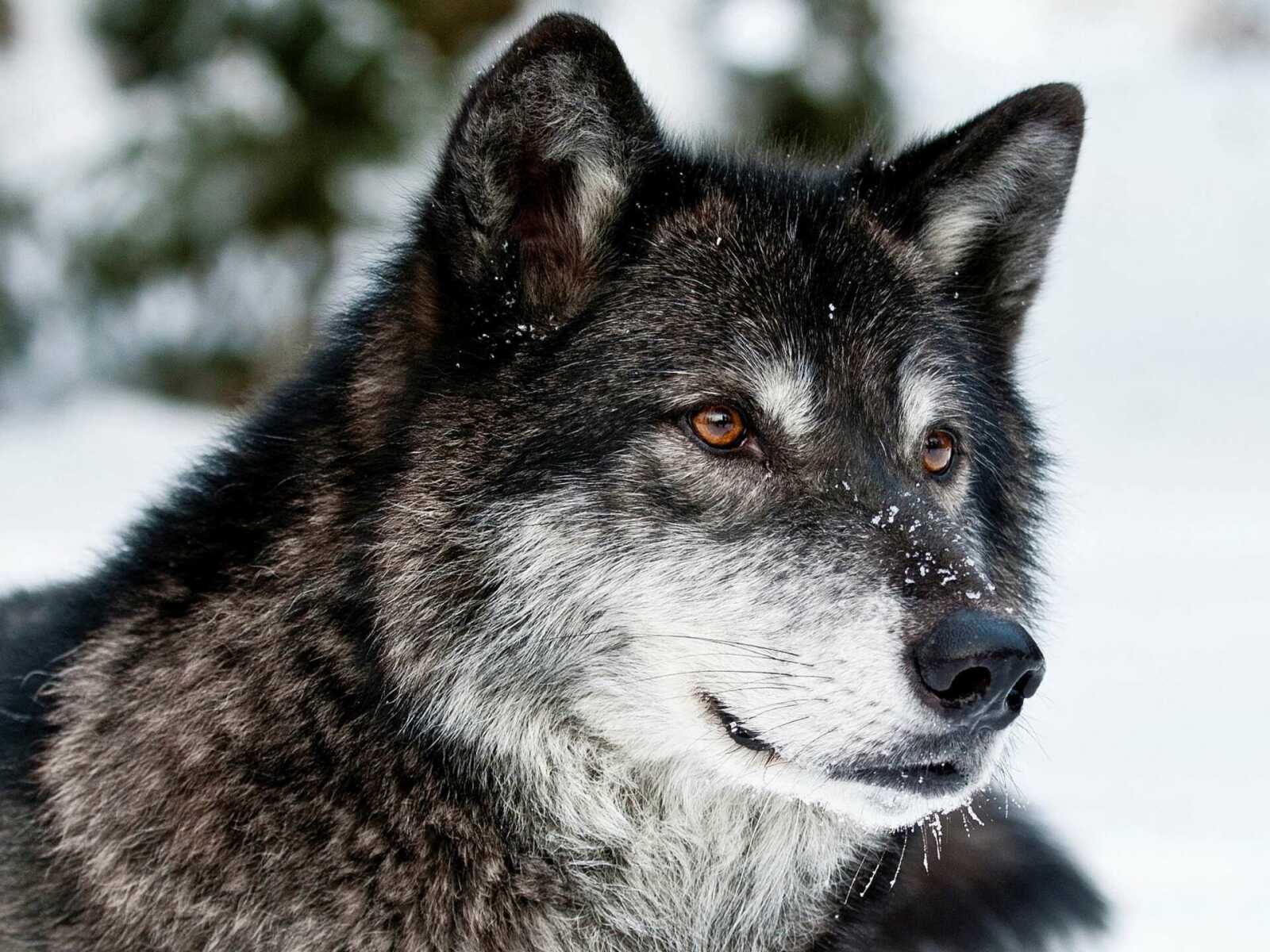Wolf Wallpapers (122 images) - WallpaperCat