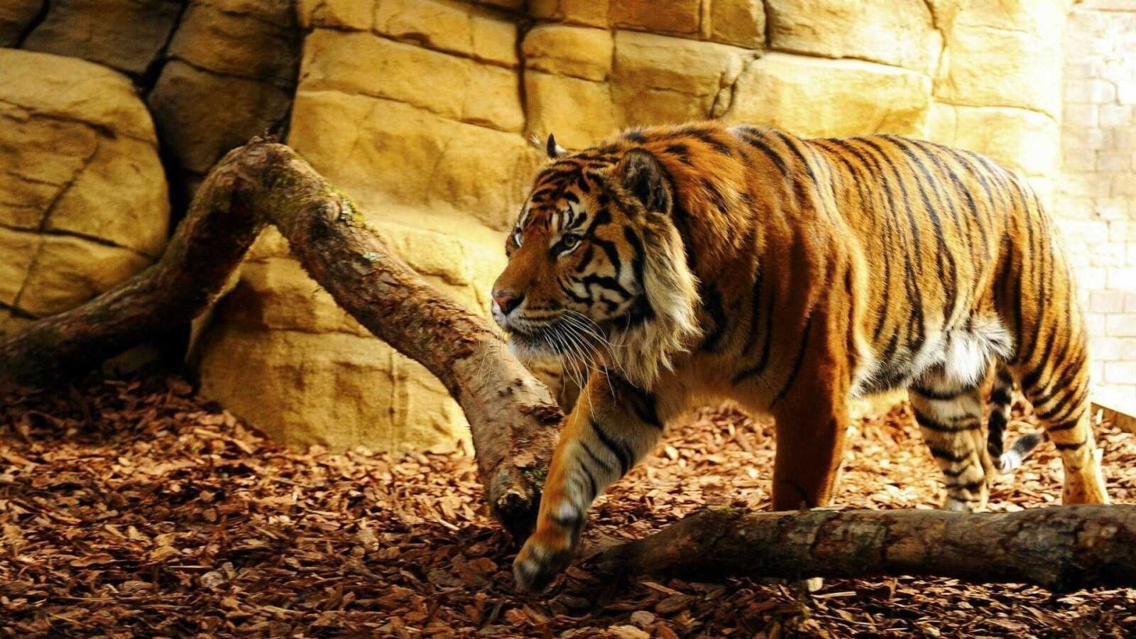 Tiger Wallpapers 86 Images Wallpapercat
