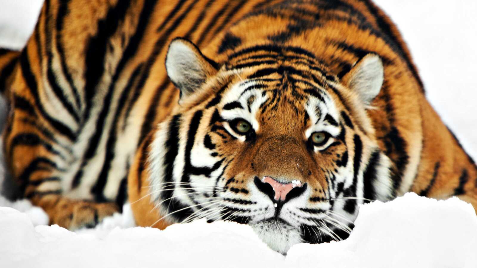 Siberian Tiger In Snow
