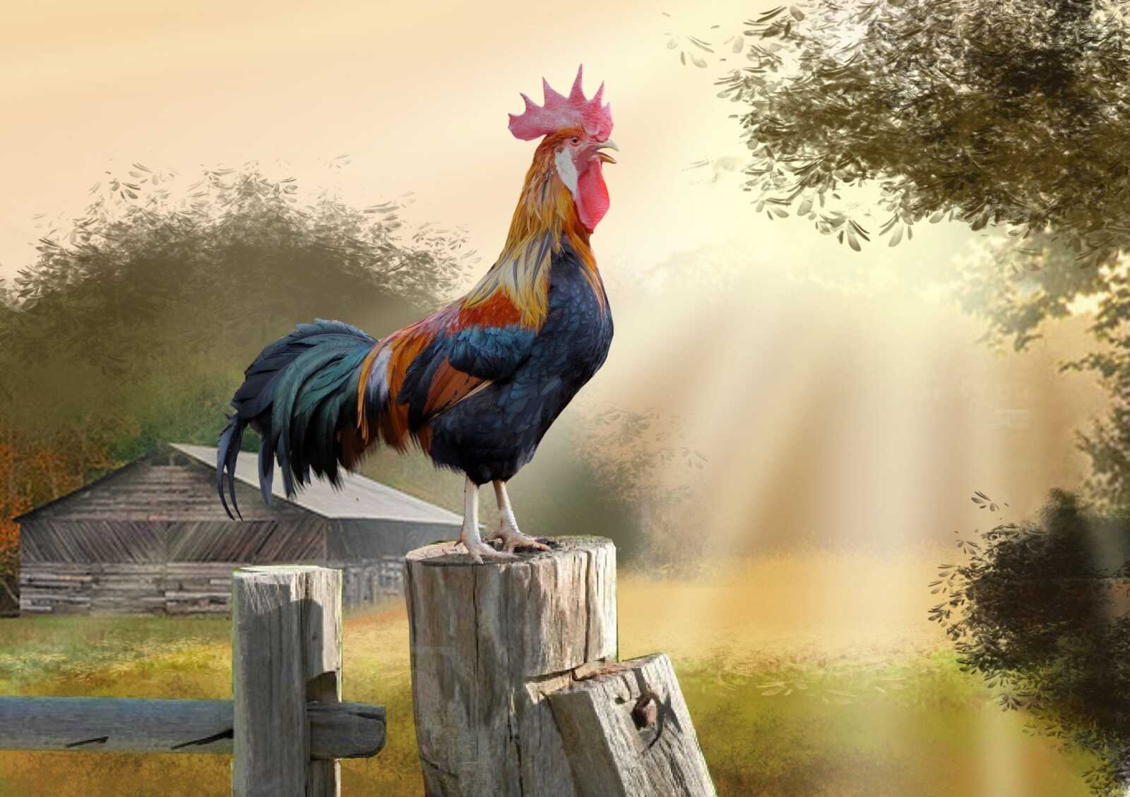 Chicken Wallpapers (39 images) - WallpaperCat