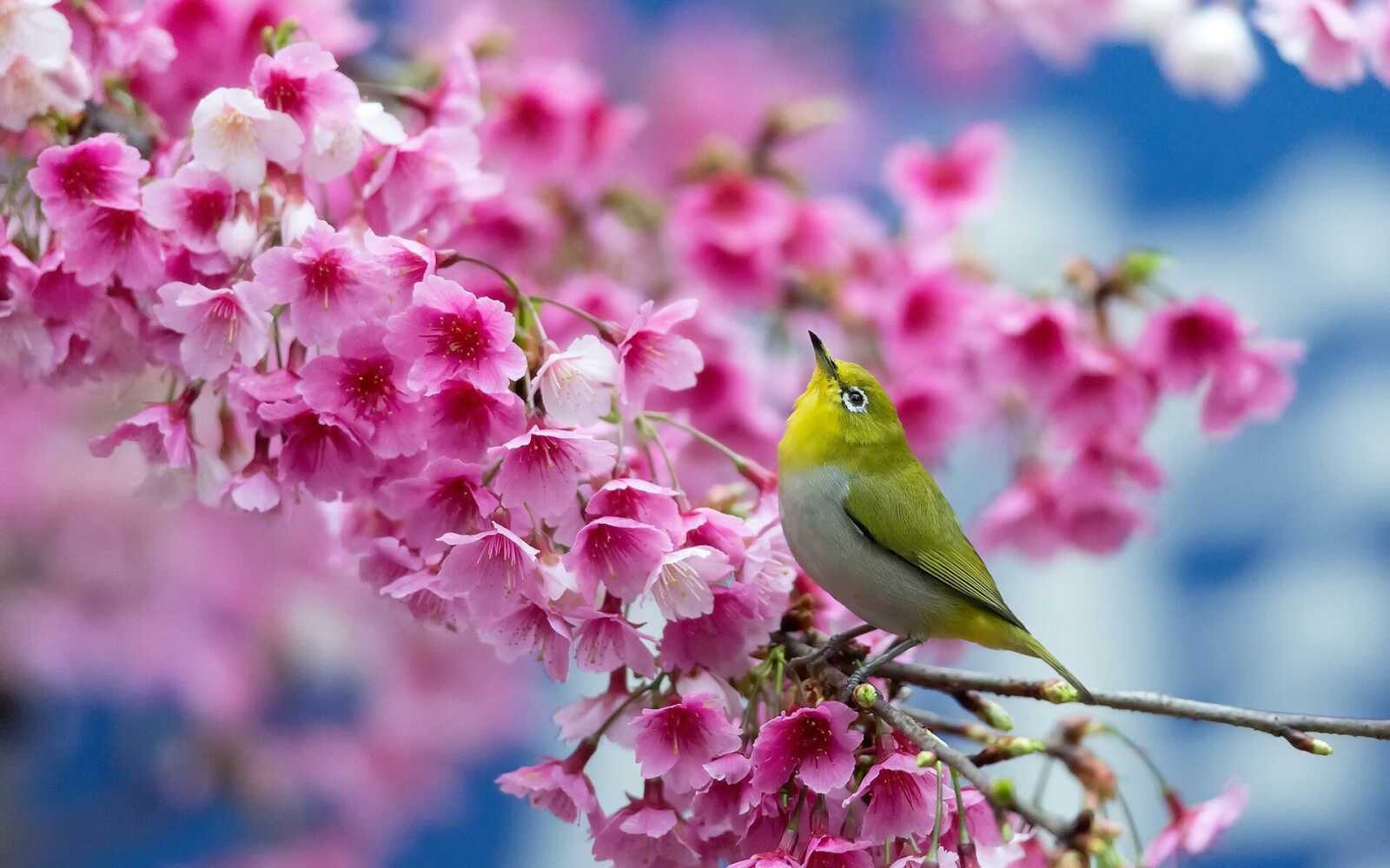 Spring Wallpapers (41 images) - WallpaperCat