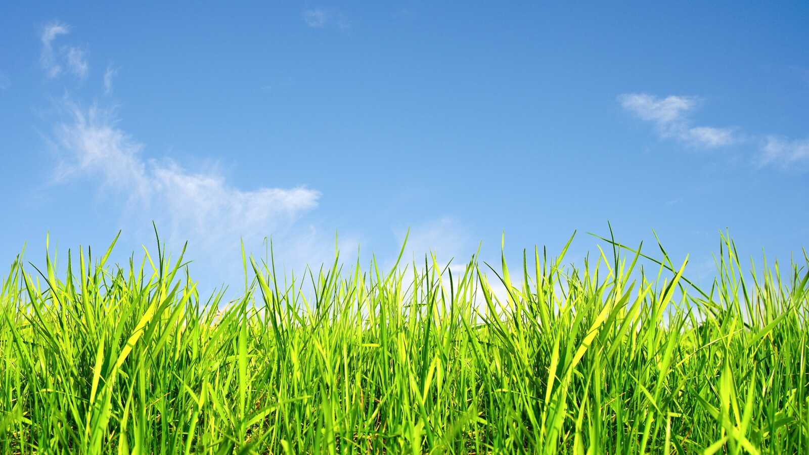 Grass Wallpapers 51 Images Wallpapercat