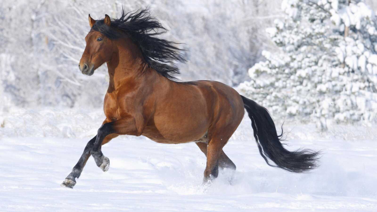 Bay Horse Galloping Snow