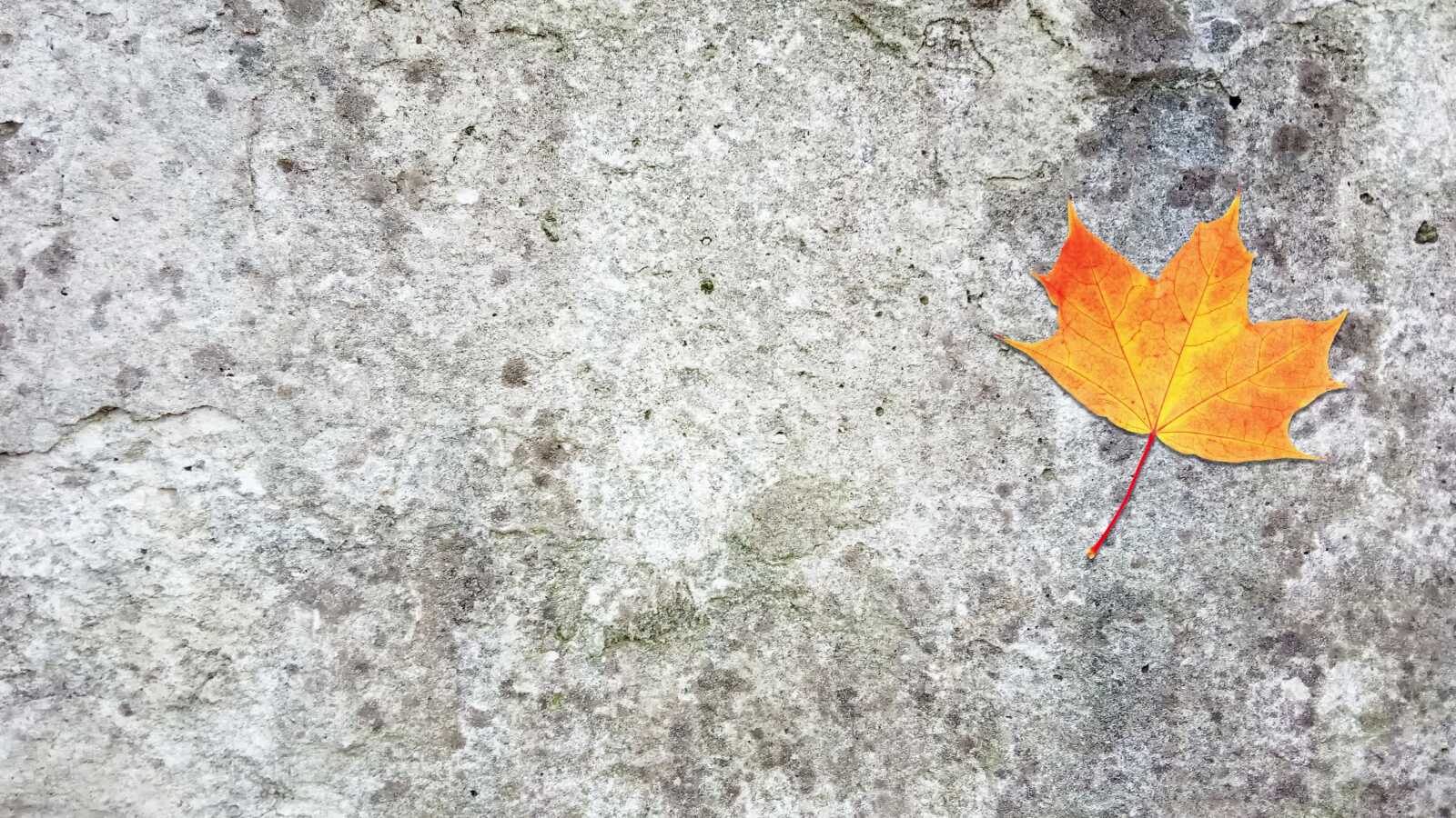 Maple Leaf Wallpapers (112 images) WallpaperCat