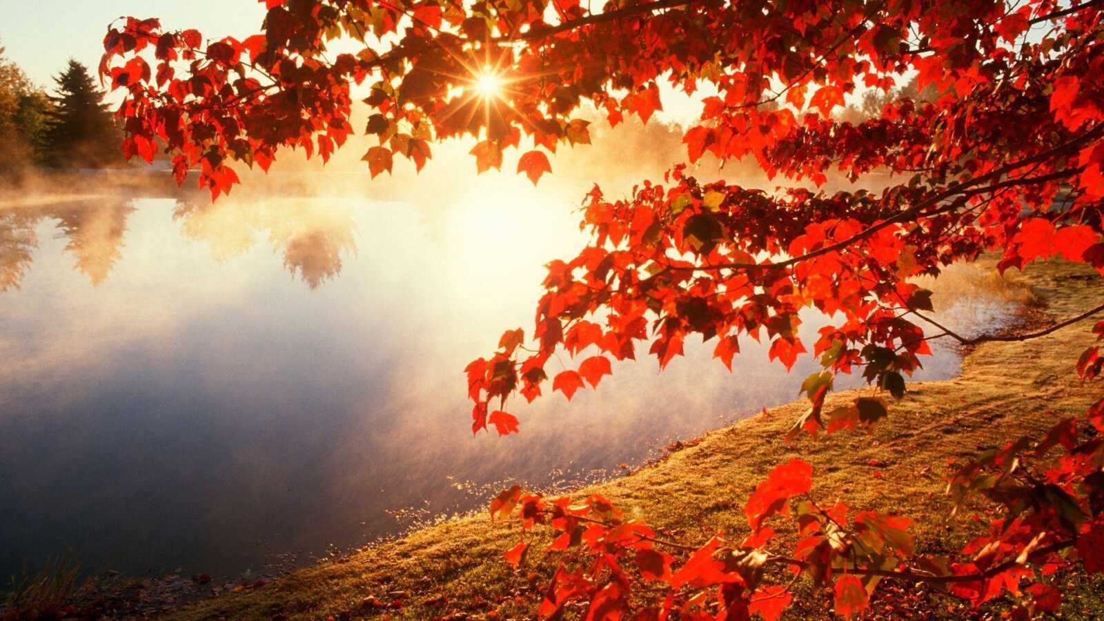Maple Tree Wallpapers (97 images) - WallpaperCat