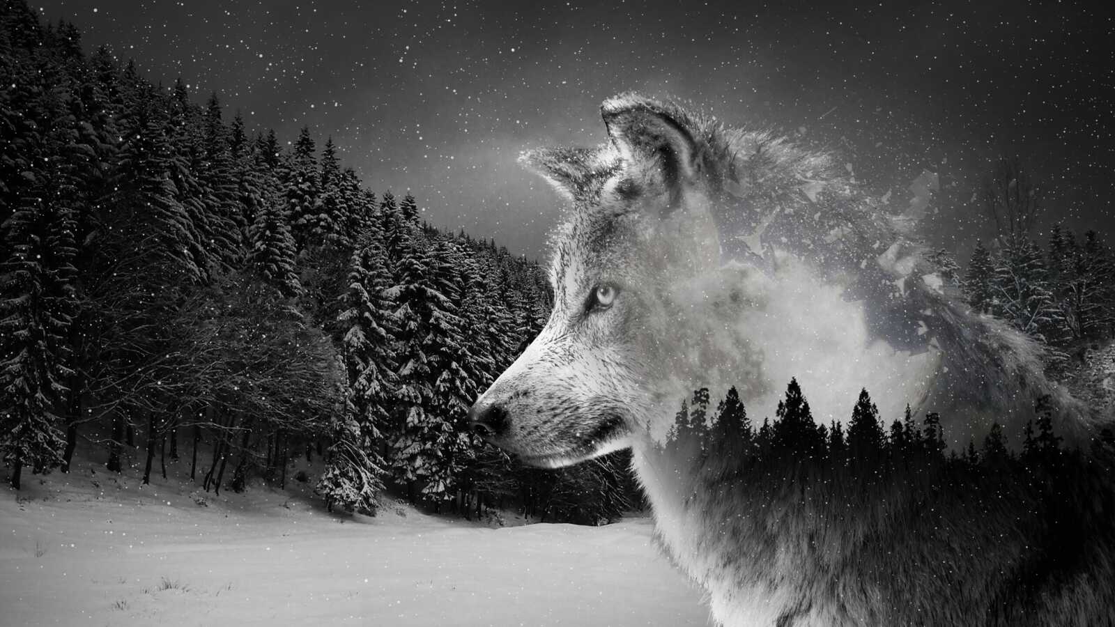 Gray Wolf Profile