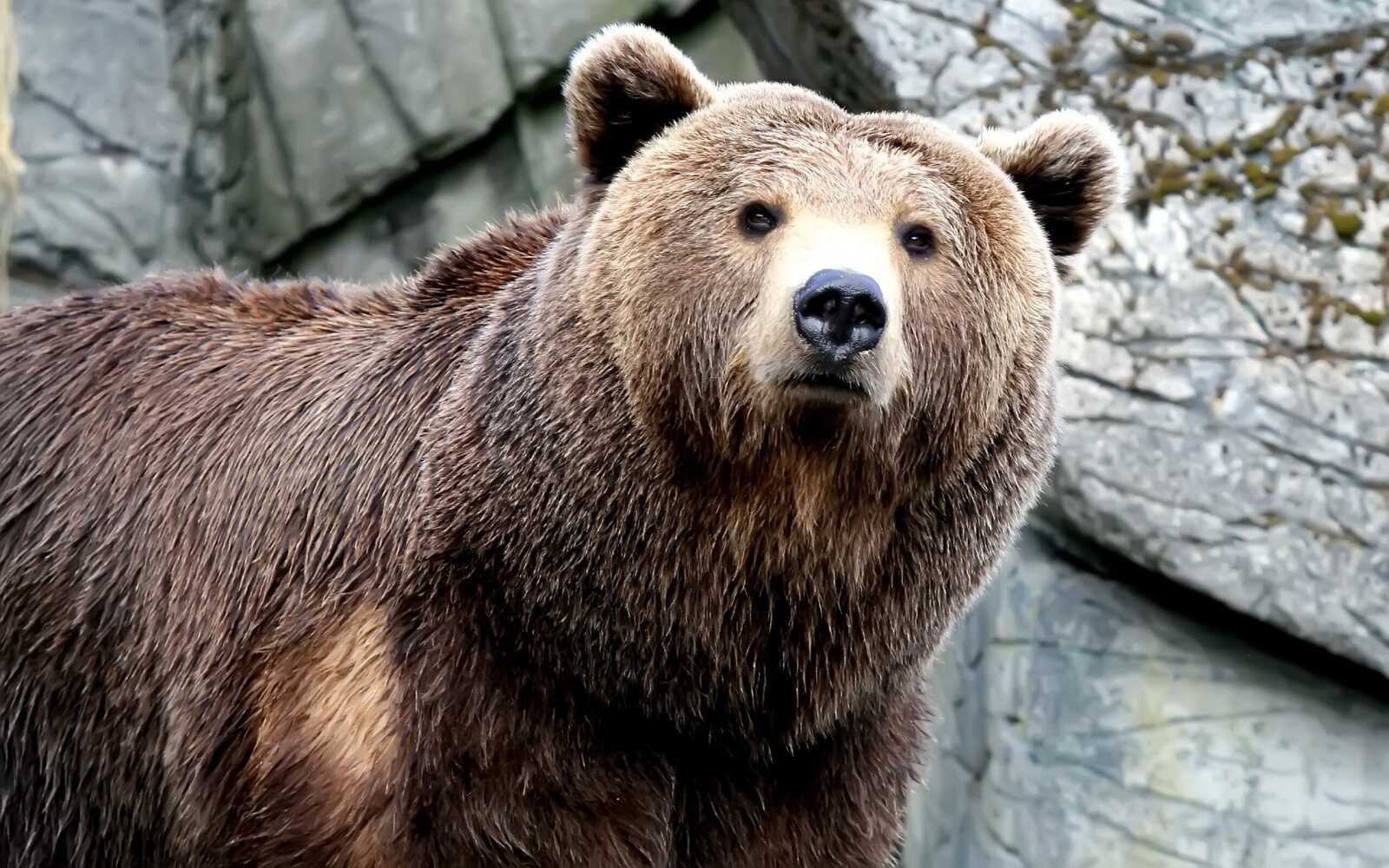 Brown Grizzly Bear