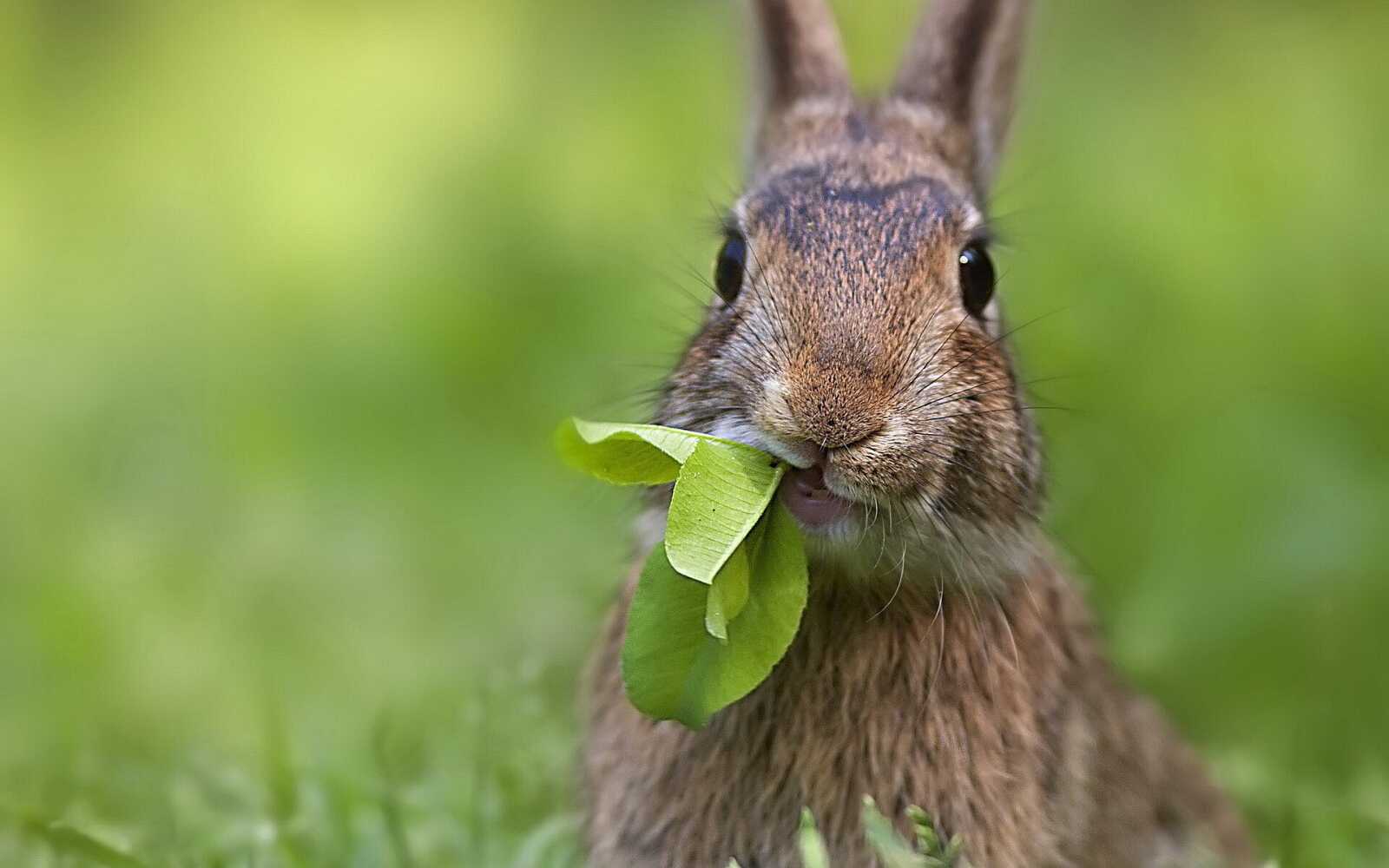 Rabbit Wallpapers (64 images) - WallpaperCat