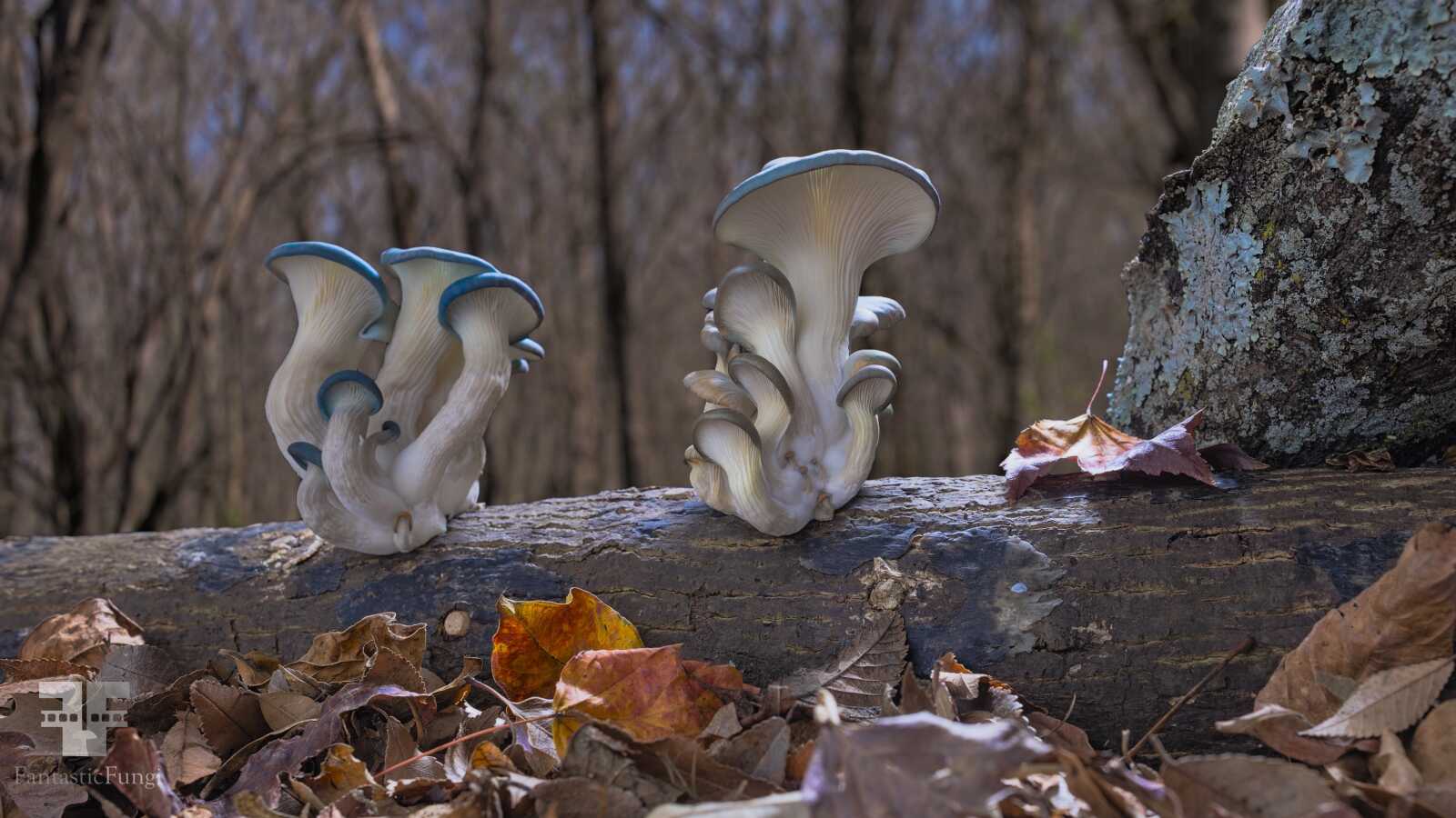 Detailed Where Can I Buy Oyster Mushrooms Wallpaper Collection Detailed Where Can I Buy Oyster Mushrooms Wallpaper Collection