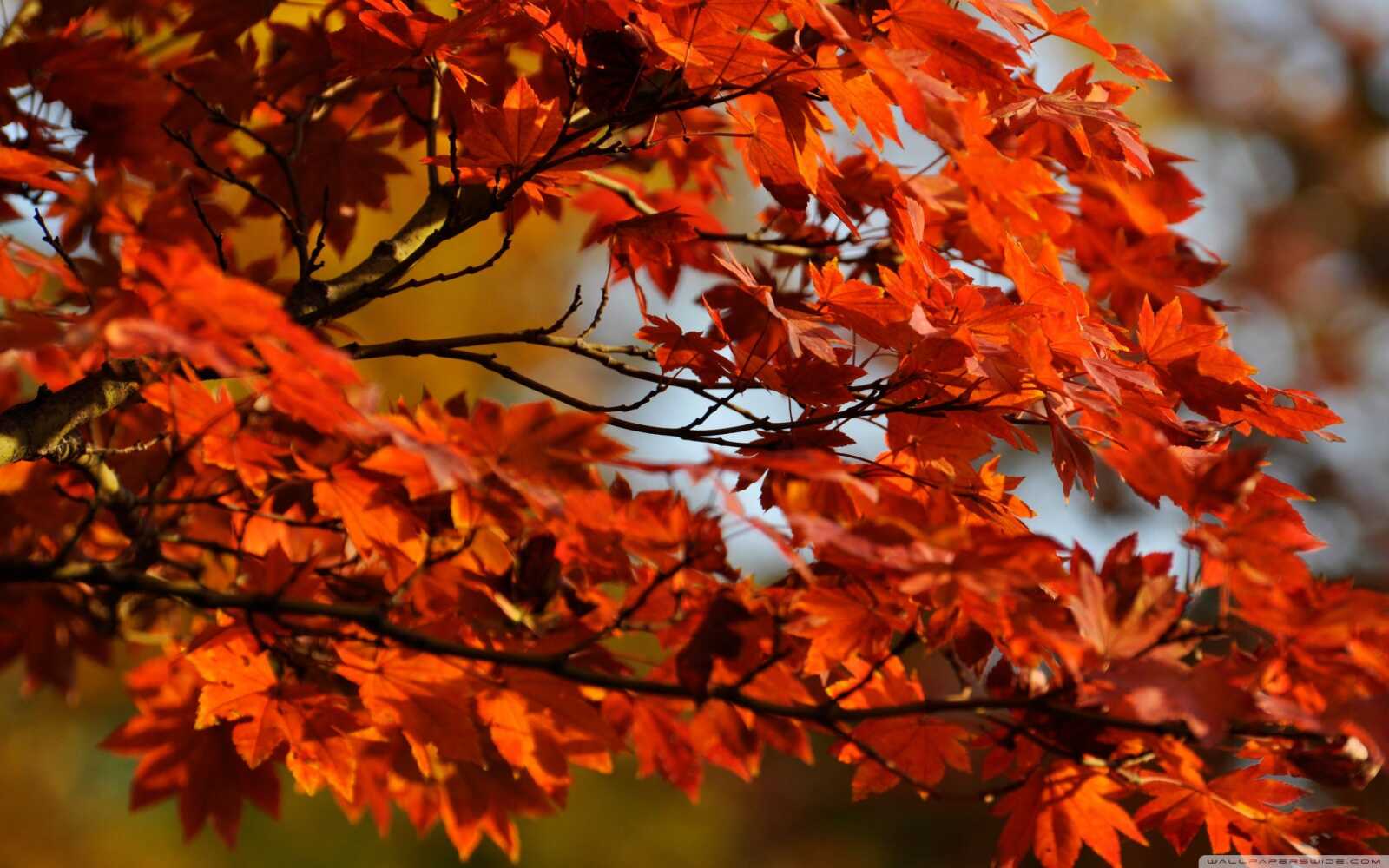 Maple Tree Simple Desktop Maple Tree Wallpapers (97 images) - WallpaperCat