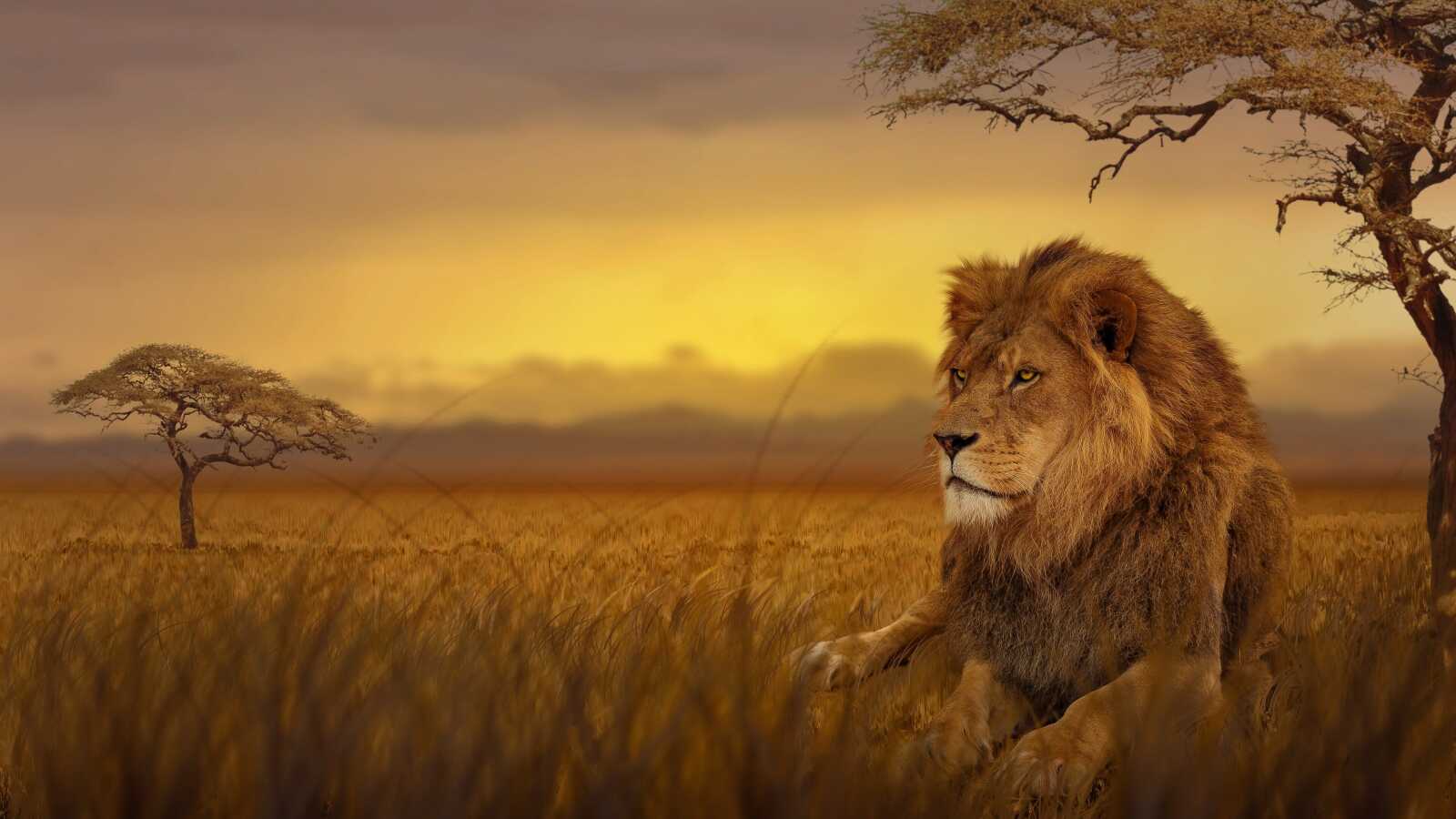 Male Lion Reclining
