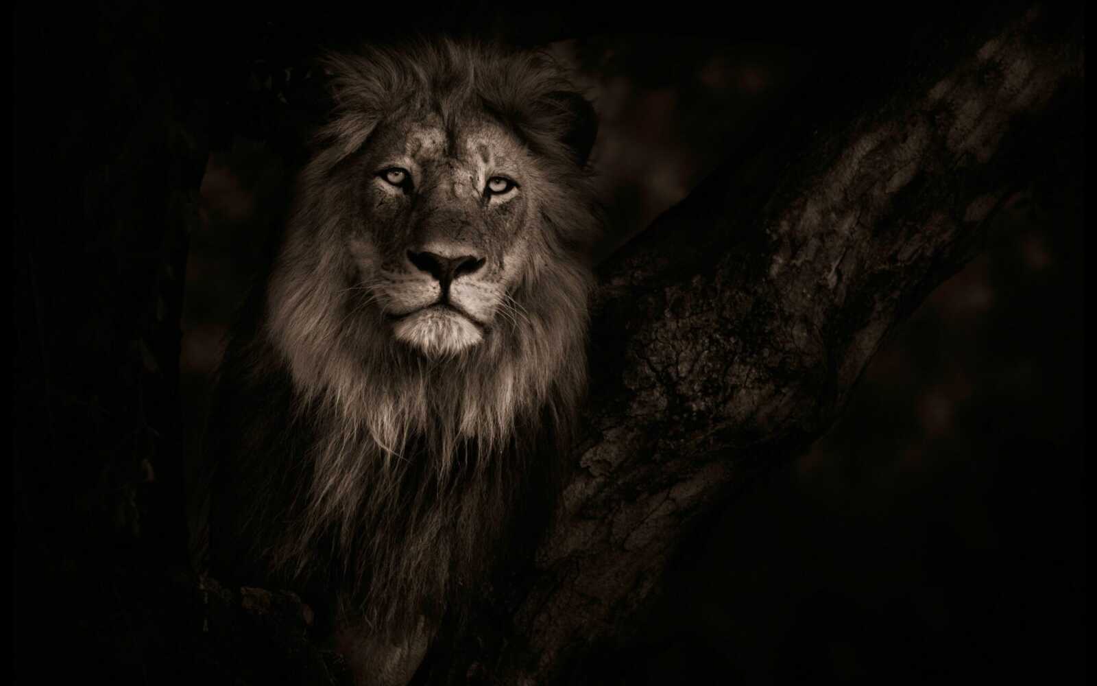Monochrome Male Lion Portrait