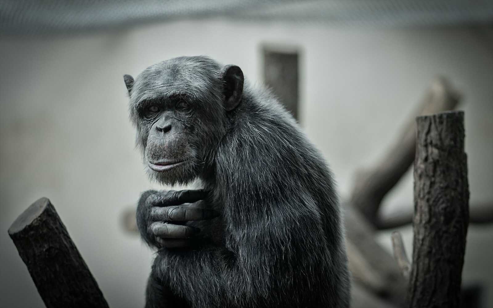 Chimpanzee Wallpapers (48 images) - WallpaperCat