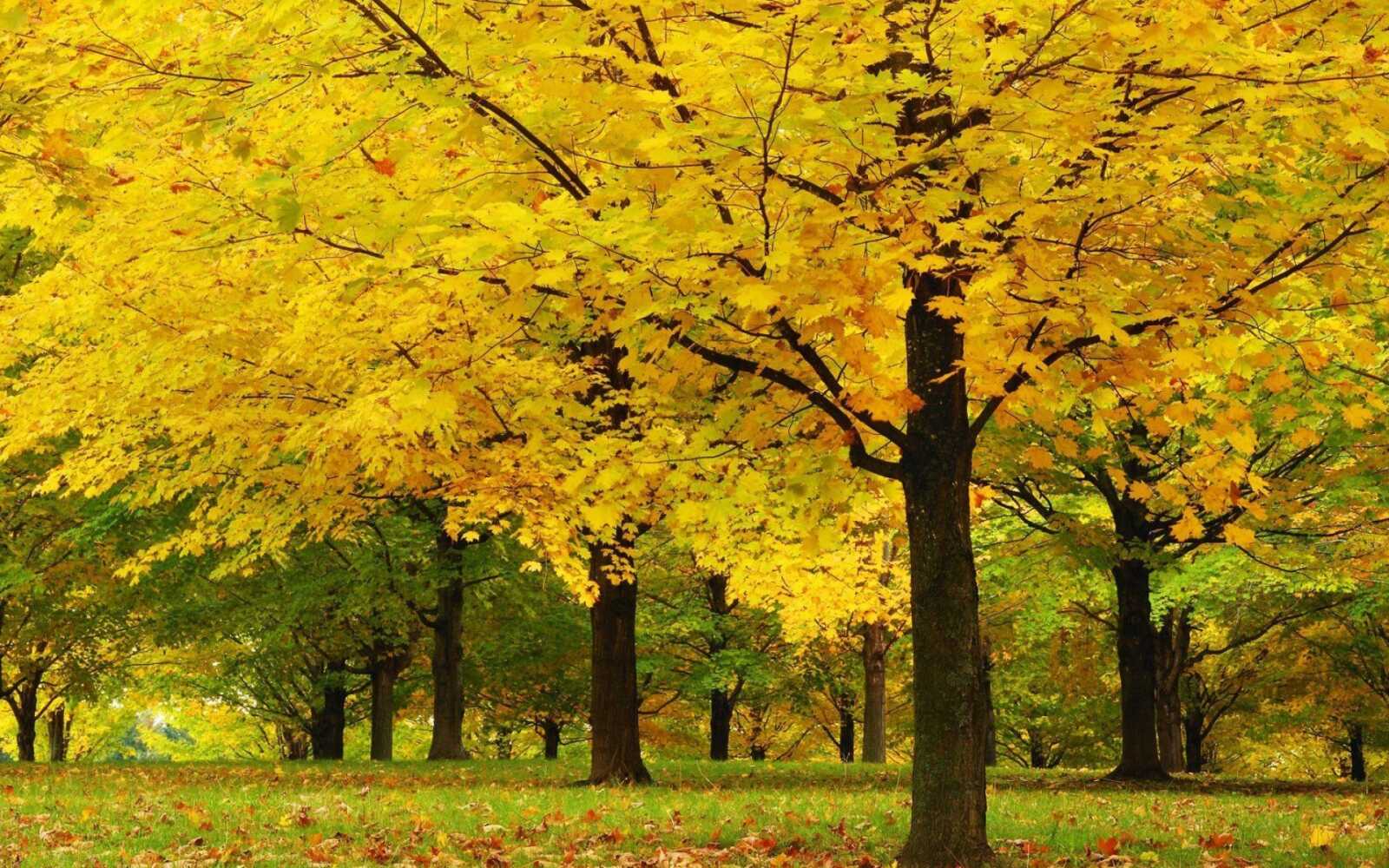 Maple Tree Simple Desktop Maple Tree Wallpapers (97 images) - WallpaperCat