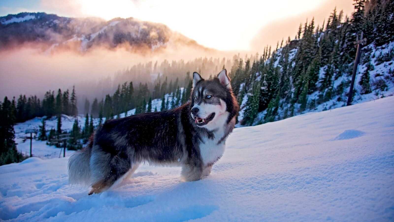 Husky Wallpapers (70 images) - WallpaperCat