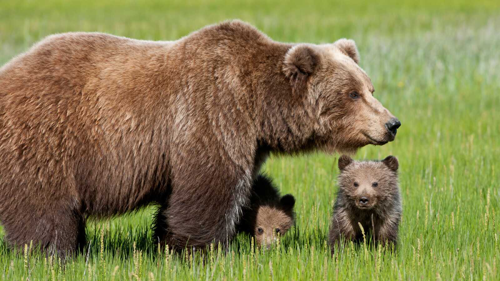 Mother And Cubs