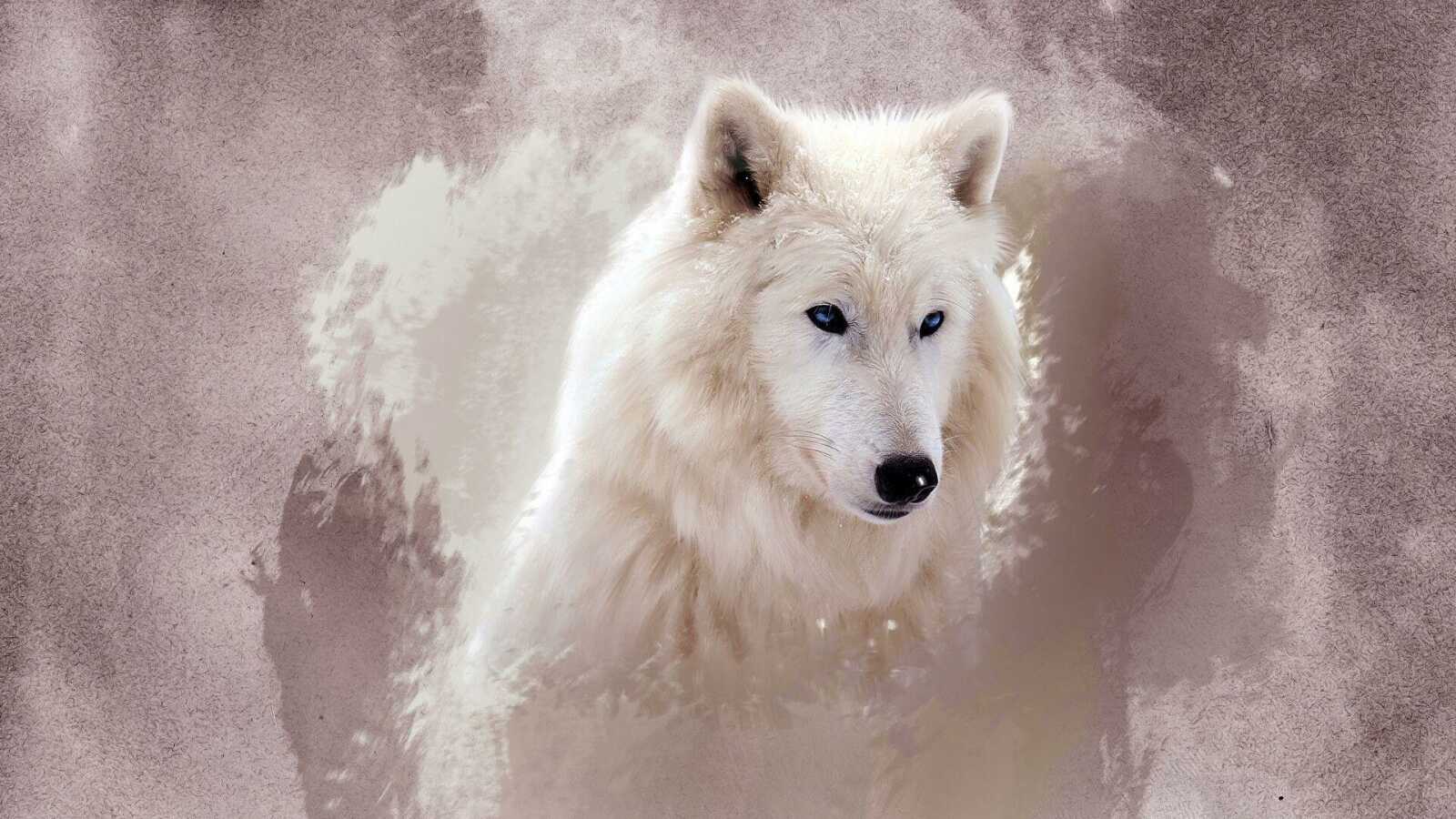 Arctic White Wolf