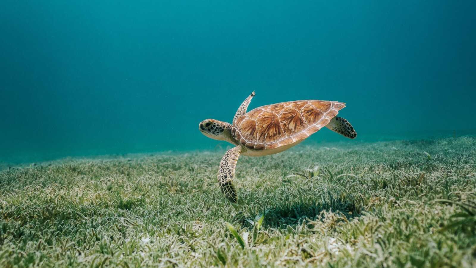 Turtle Desktop Wallapper Turtle Wallpapers (47 images) - WallpaperCat