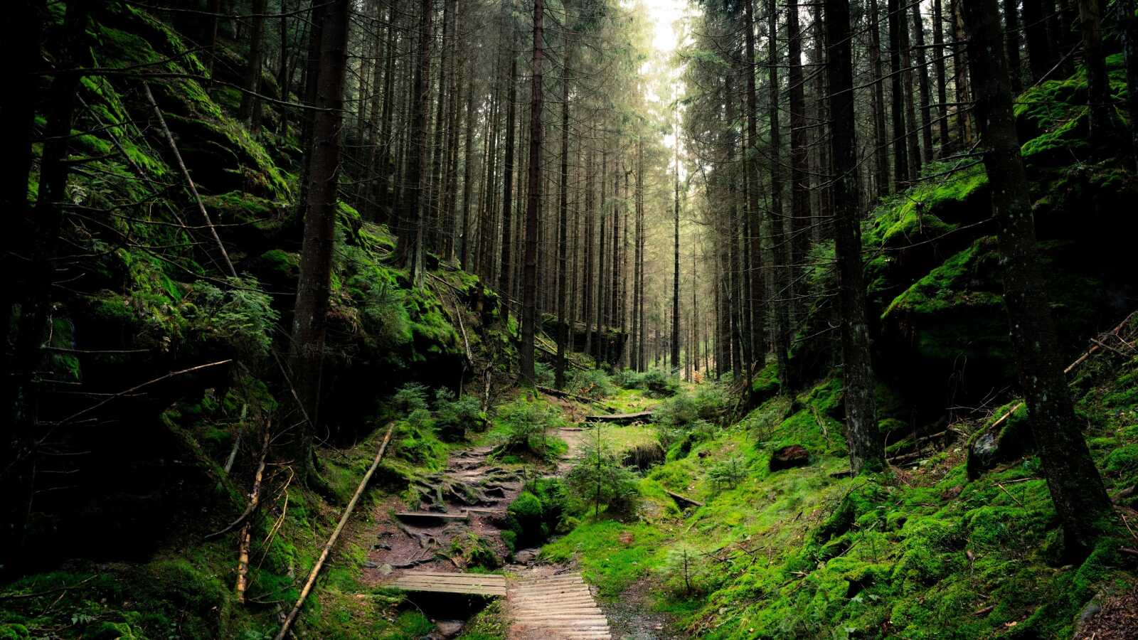 Mossy Boulder Ravine