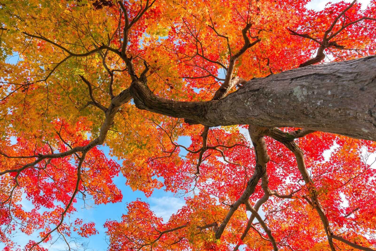 Maple Tree Wallpapers (97 images) - WallpaperCat
