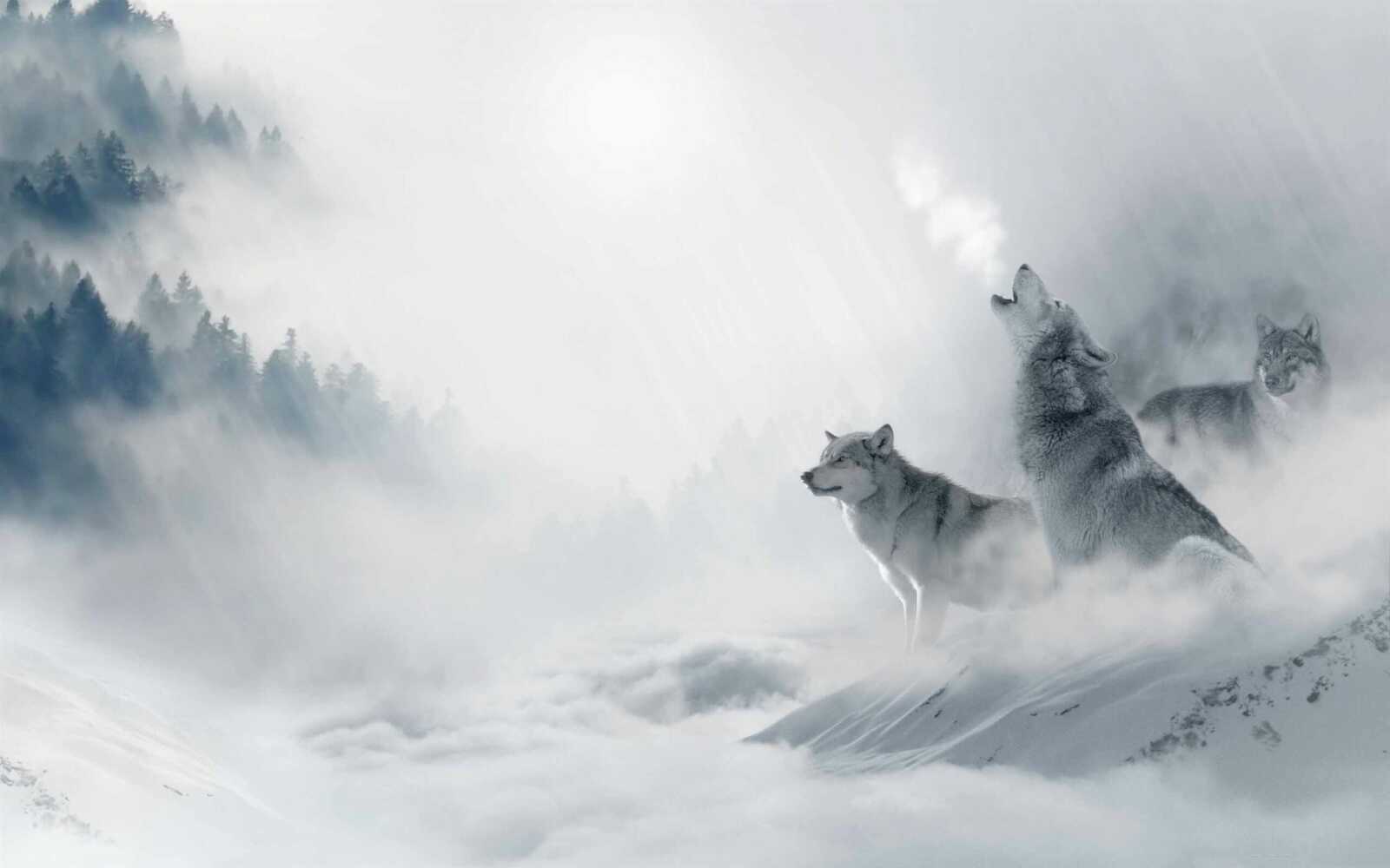 Howling Gray Wolf Pack