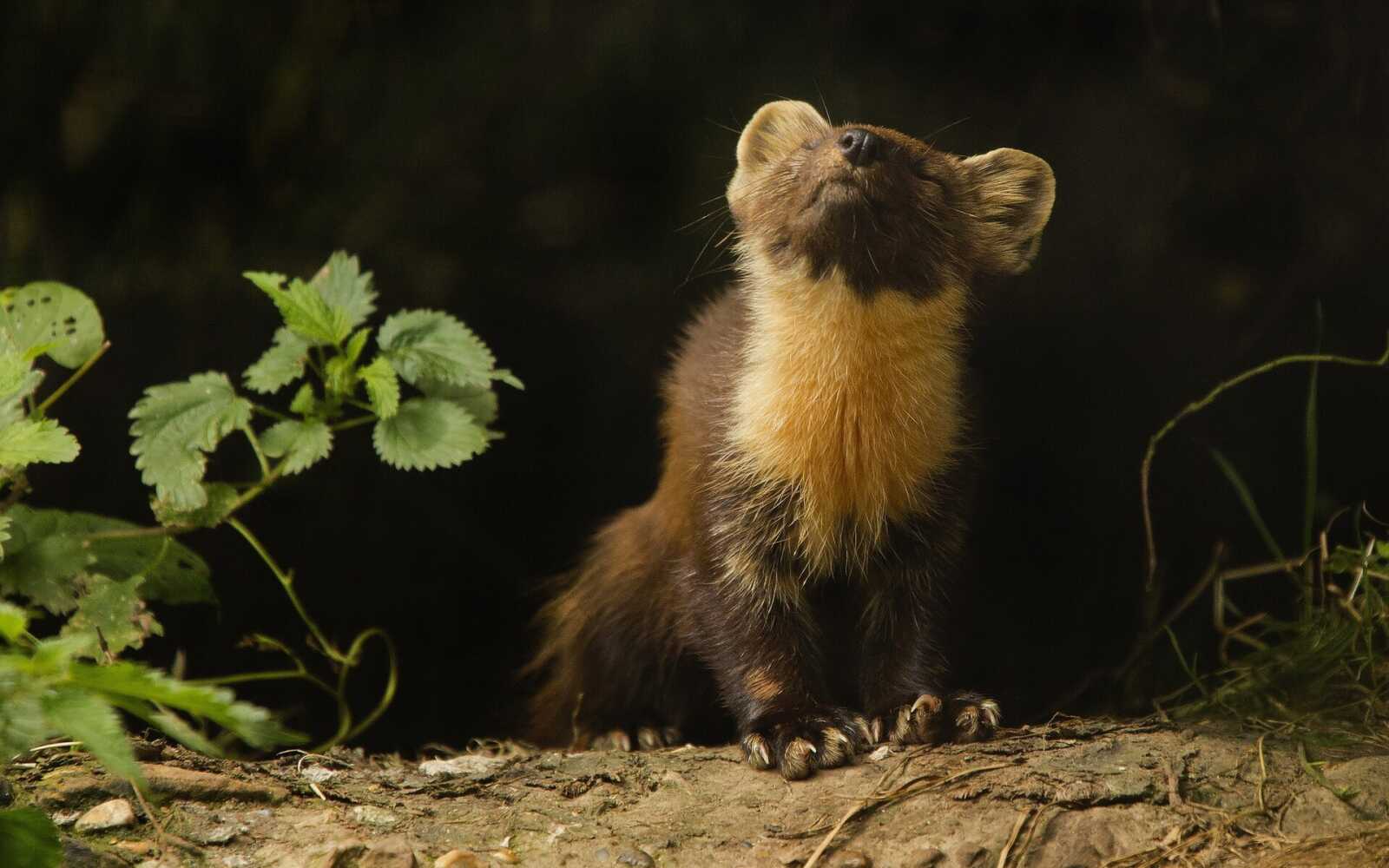 Ferret Wallpapers (34 images) - WallpaperCat