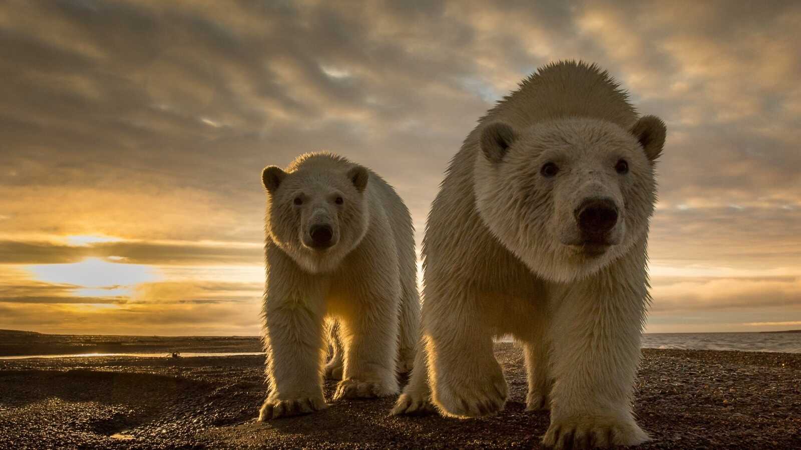 Two Polar Bears