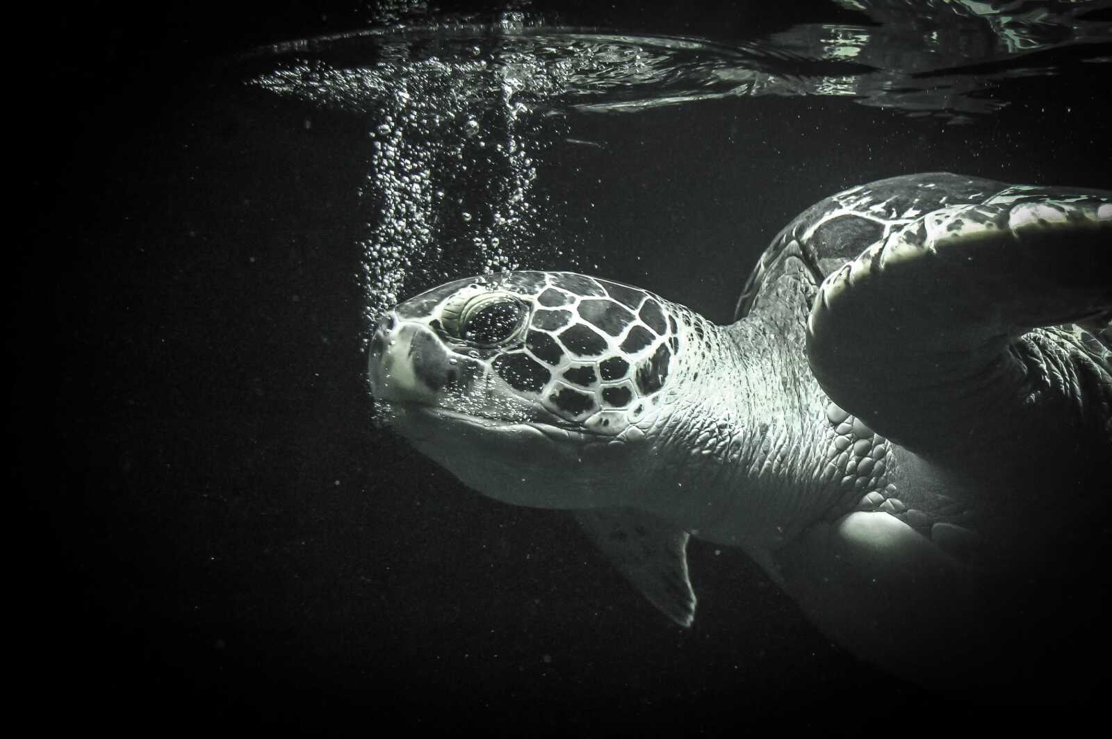 Sea Turtle Wallpapers (60 images) - WallpaperCat