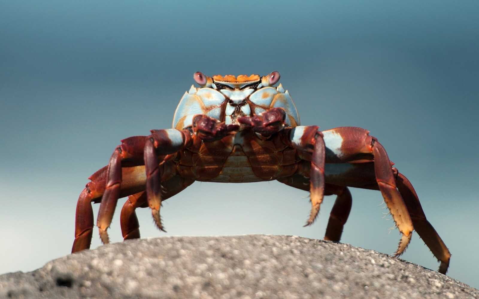 Crab Wallpapers (49 images) - WallpaperCat