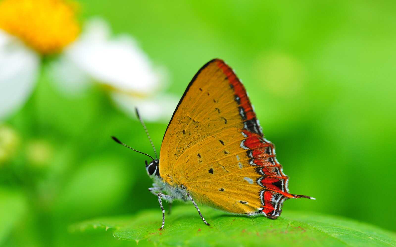 Insect Wallpapers (46 images) - WallpaperCat
