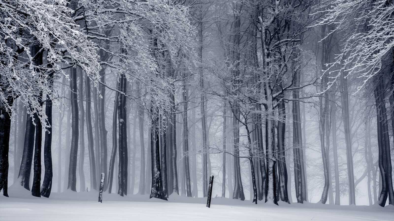 Snow-Covered Beech Forest