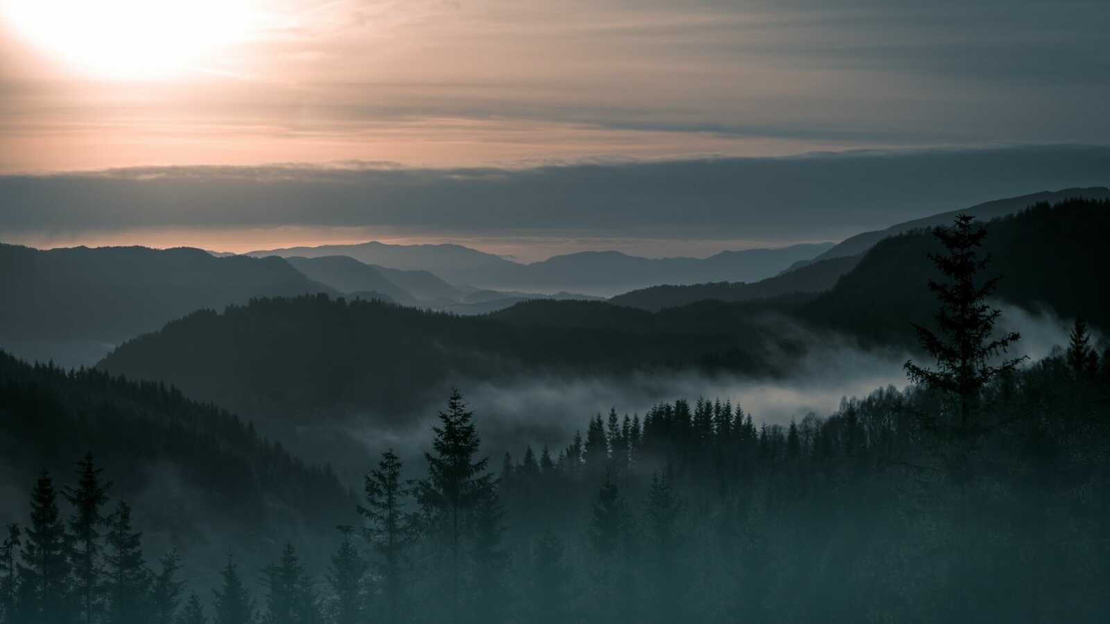 Pine Forest 4K Wallpapers Collection