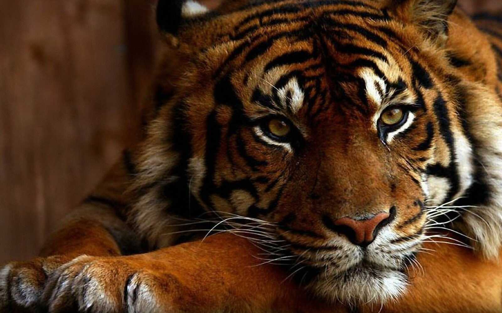 Tiger Resting Head On Paws