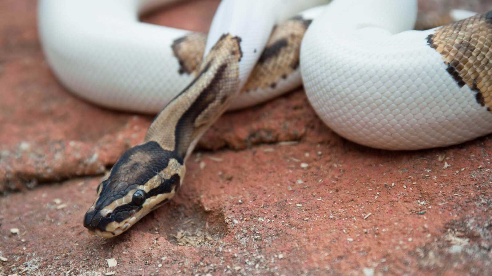 Python (Snake) Wallpapers (34 images) - WallpaperCat