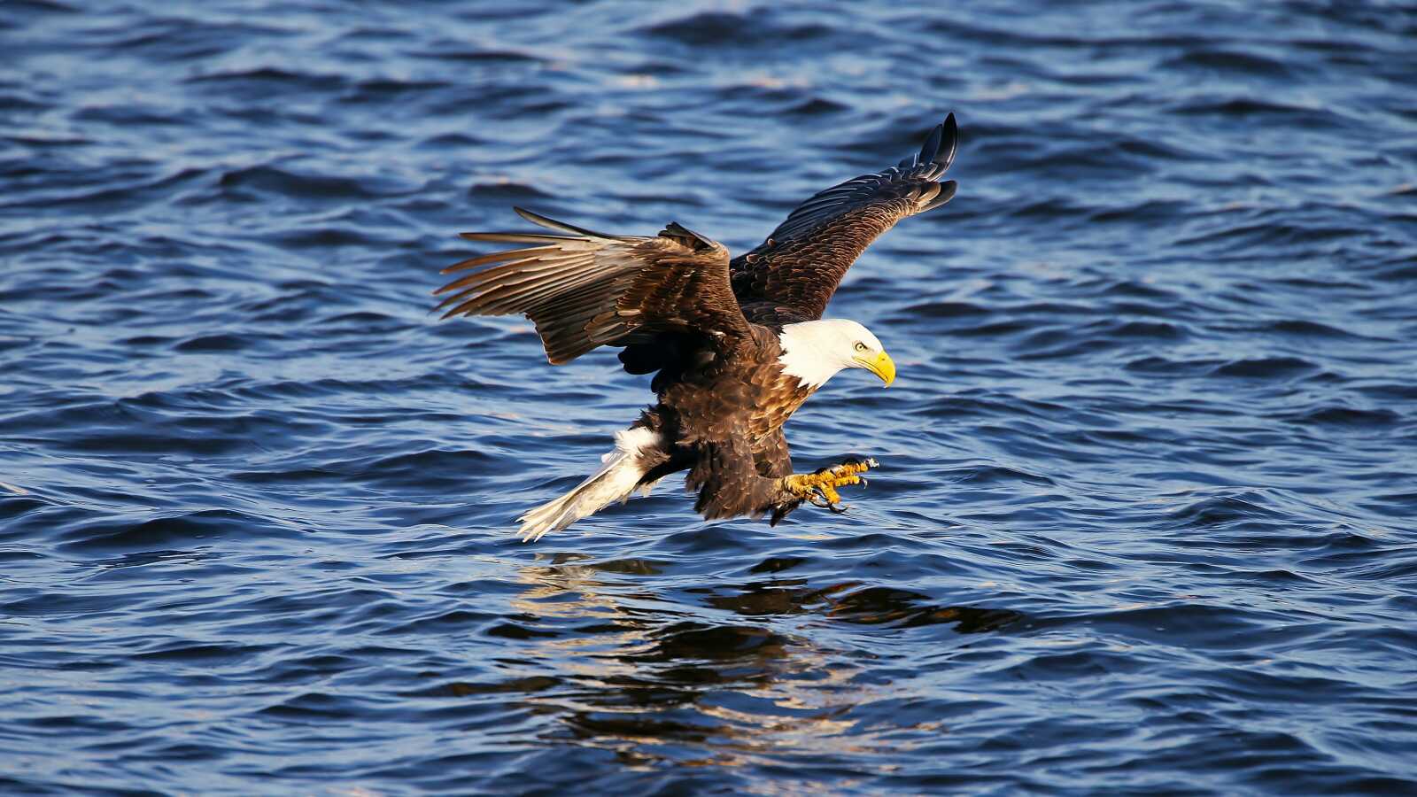 Bald Eagle Hunting