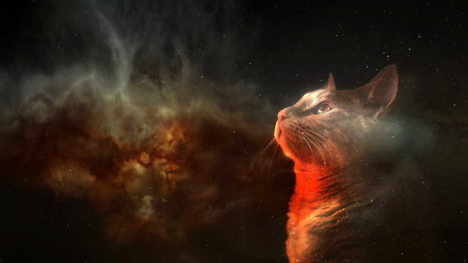 Guinea Pigs 4K Wallpapers Collection