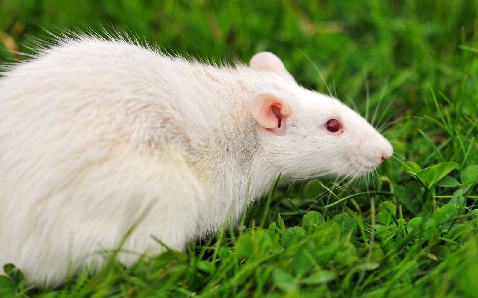 Rat Walll Rat Wallpapers (36 images) - WallpaperCat