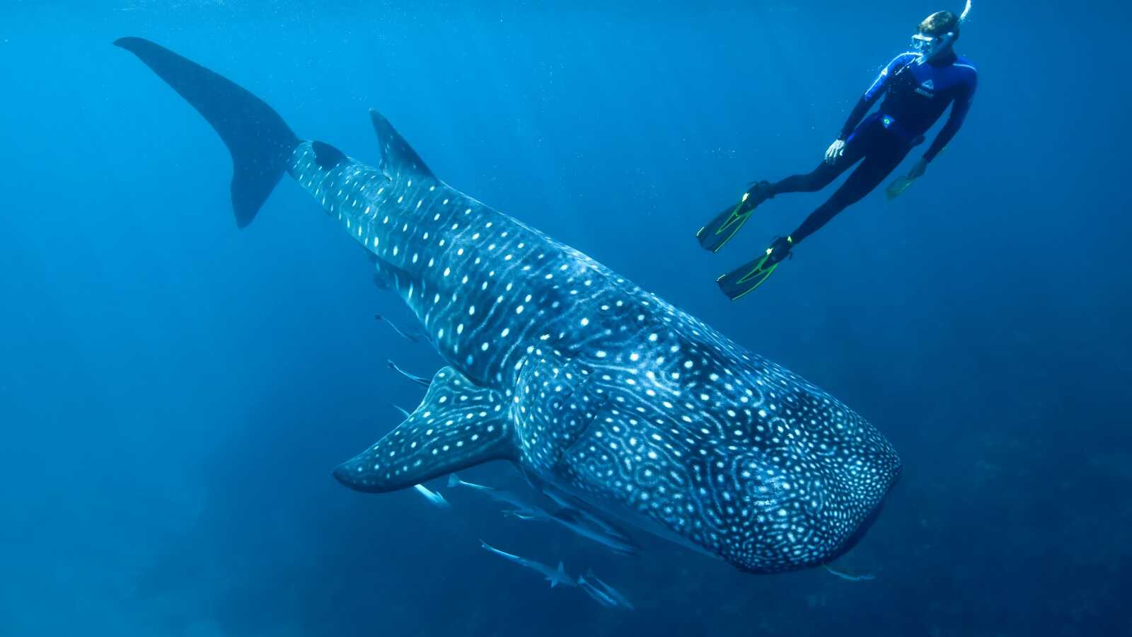 Diving Wallpapers (43 images) - WallpaperCat