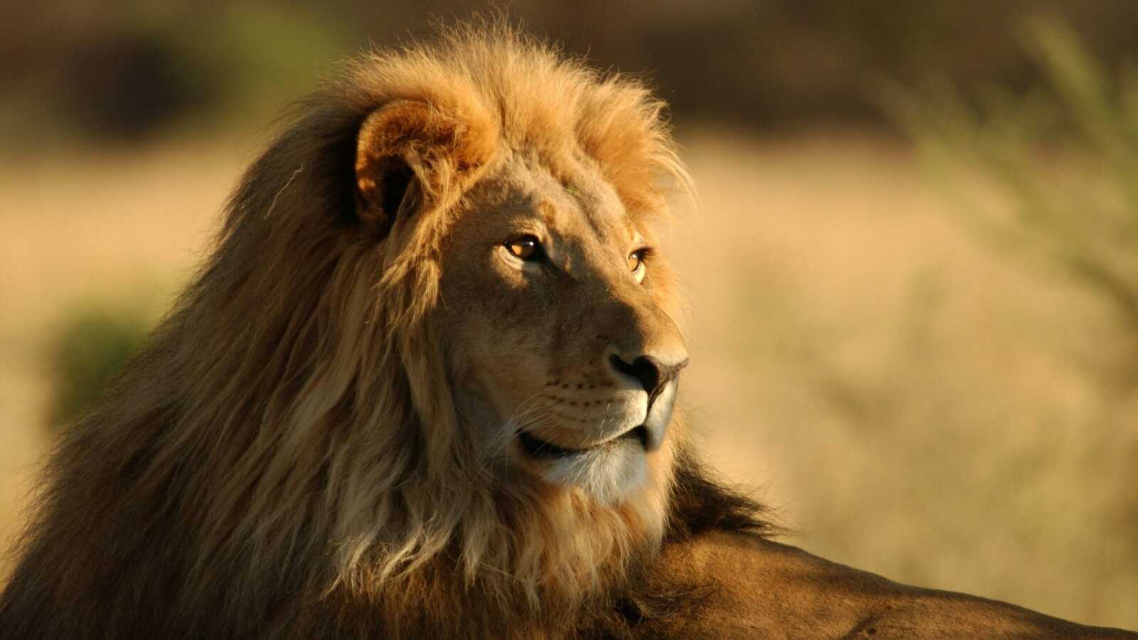 African Lion Male
