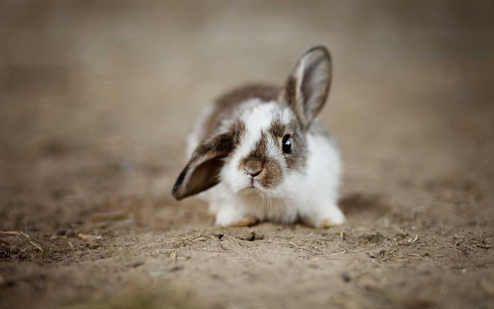 Rabbit Wallpapers (64 images) - WallpaperCat