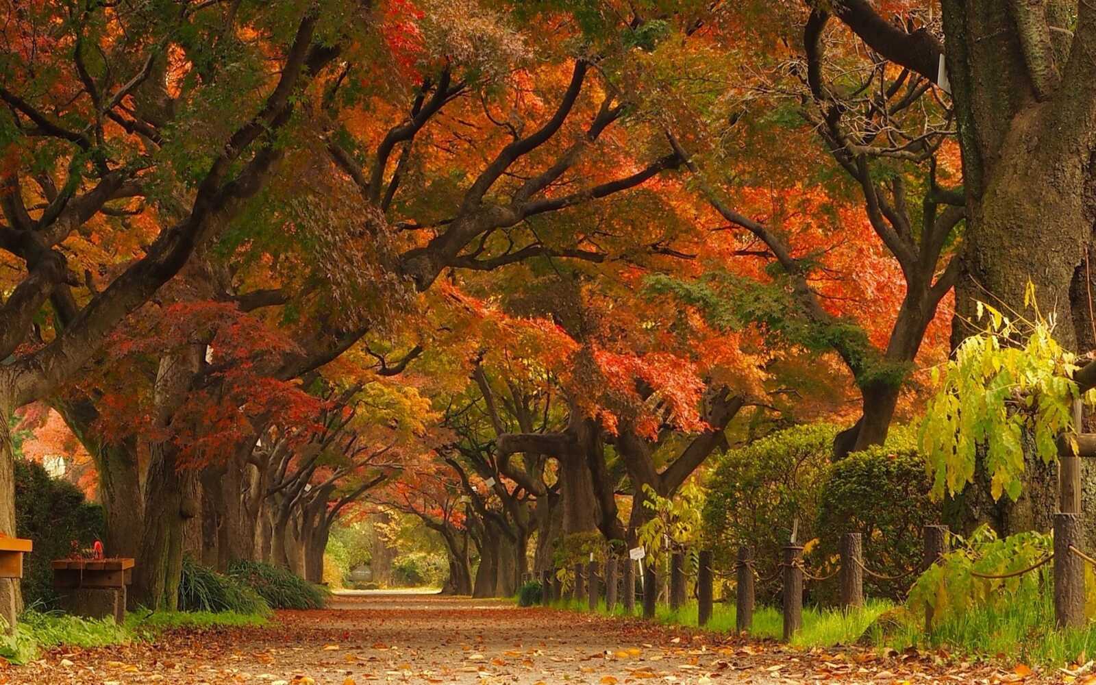 Maple Tree Simple Desktop Maple Tree Wallpapers (97 images) - WallpaperCat