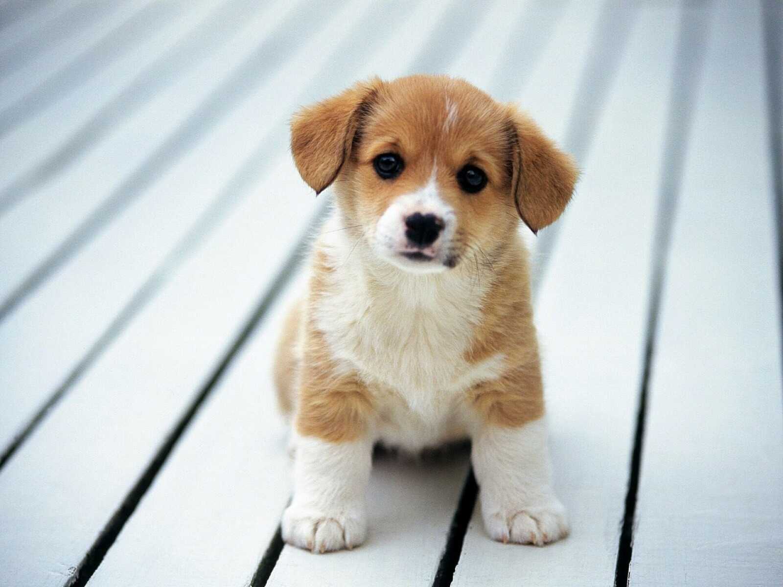 Corgi Puppy