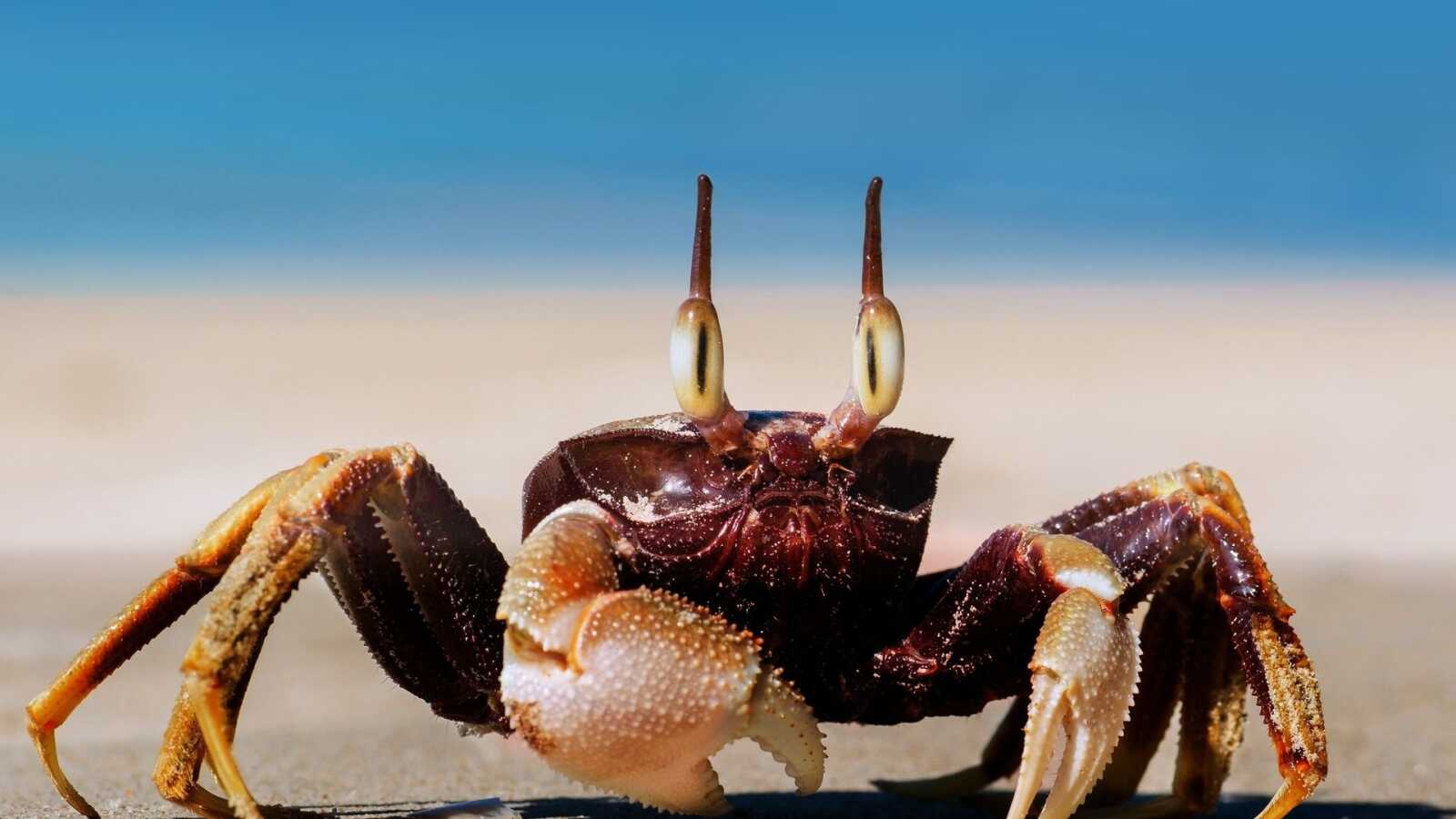 Crab Wallpapers (49 images) - WallpaperCat